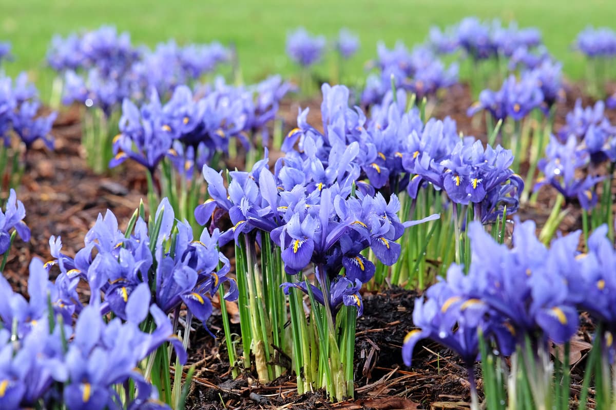 Iris Powdery Scene