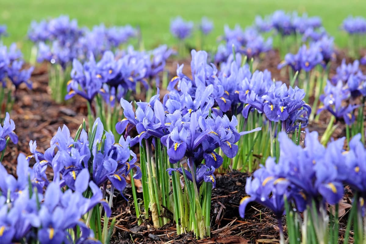 Iris powdery scene