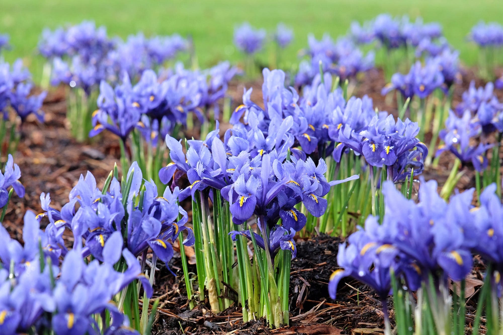 Best Iris Fragrances