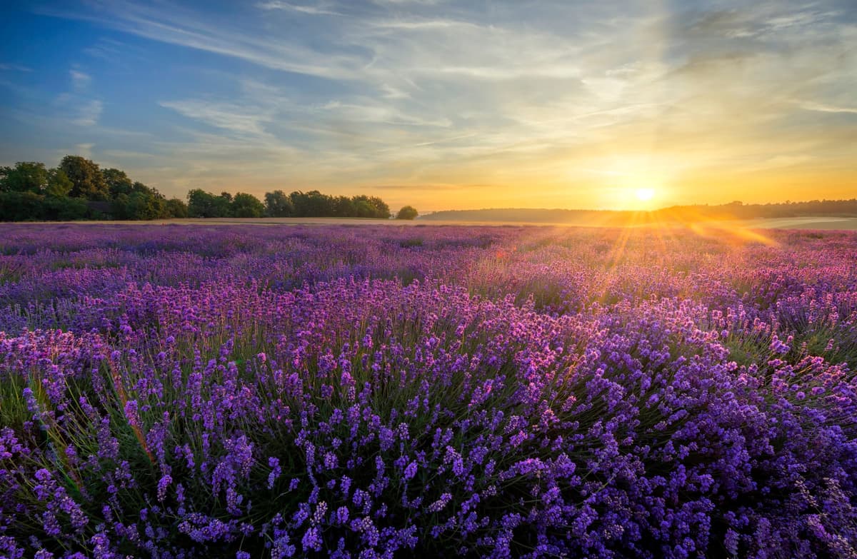 Lavender fields scene