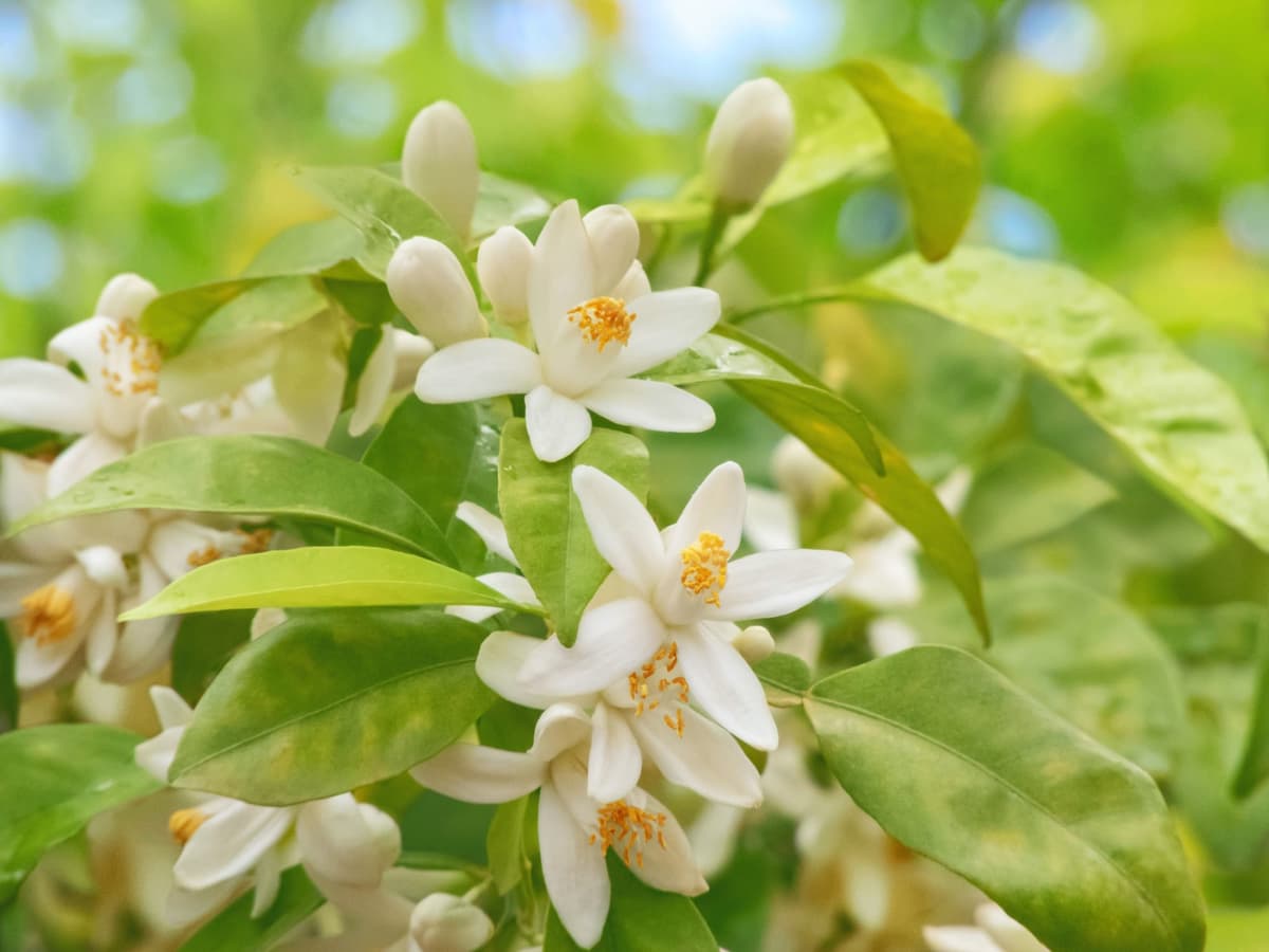 Neroli orange blossom scene