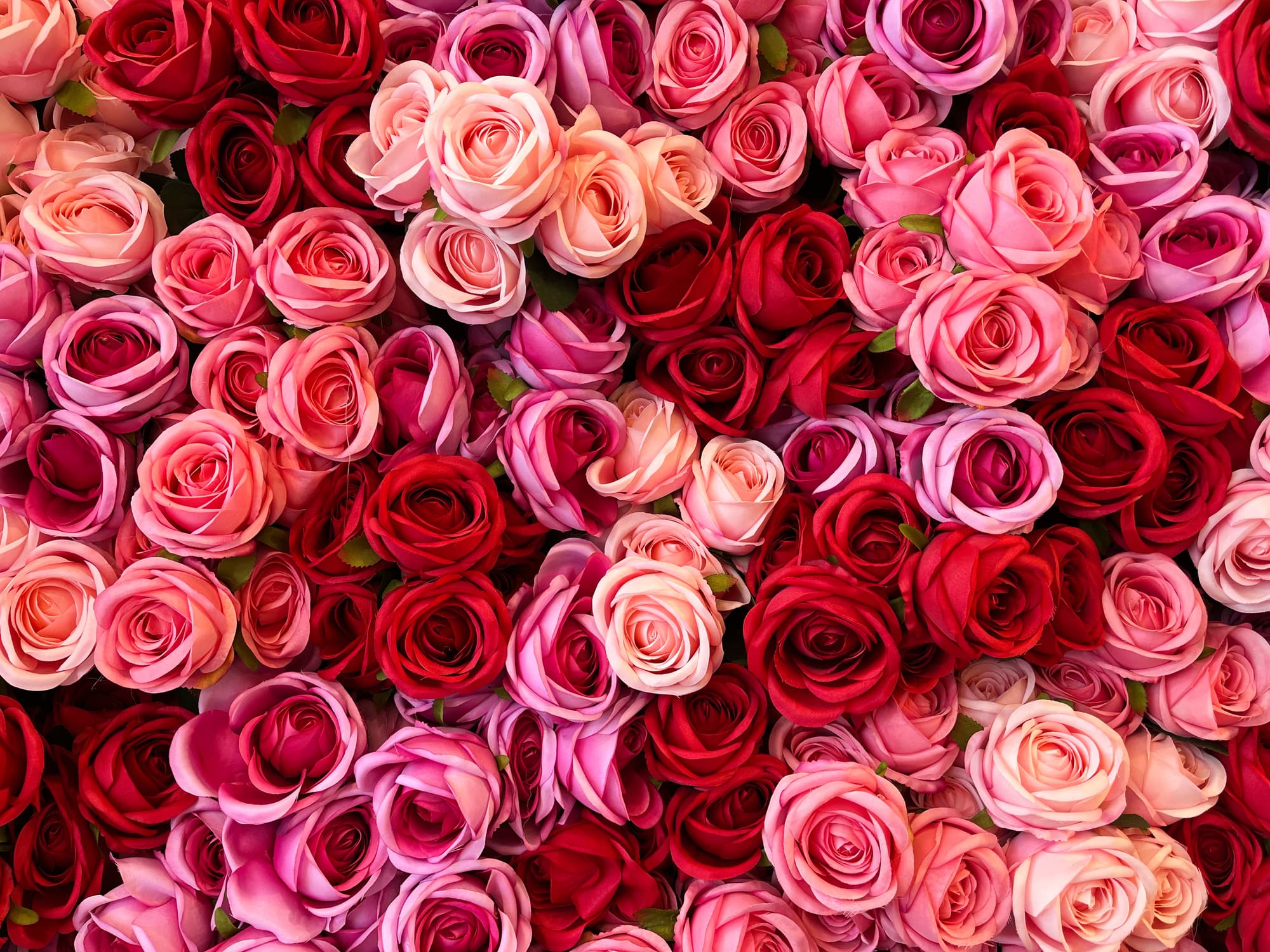 Best Rose Fragrances