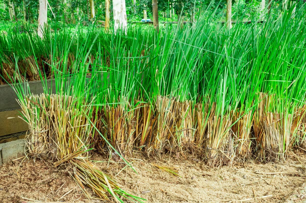 Vetiver earthy scene